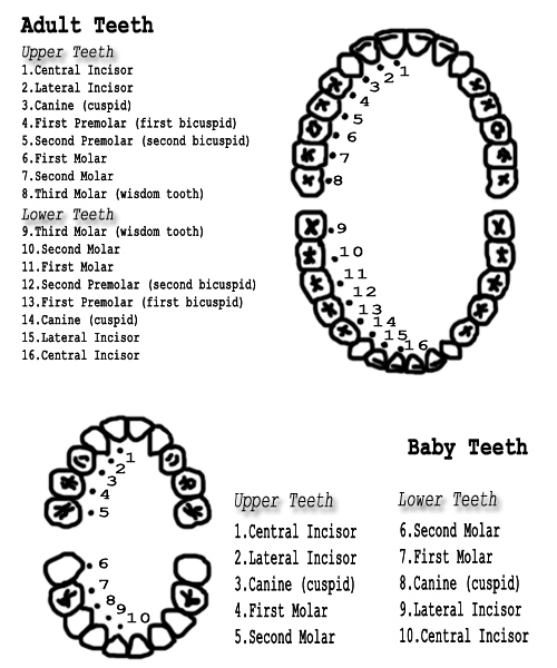 File:Teeth diagram.png