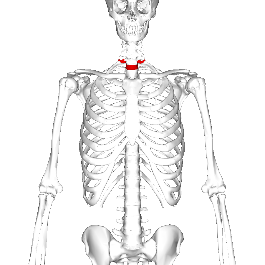 File:Thoracic anatomy.png - Wikimedia Commons