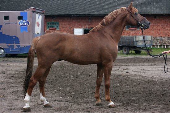 File:Tori sport horse.jpg