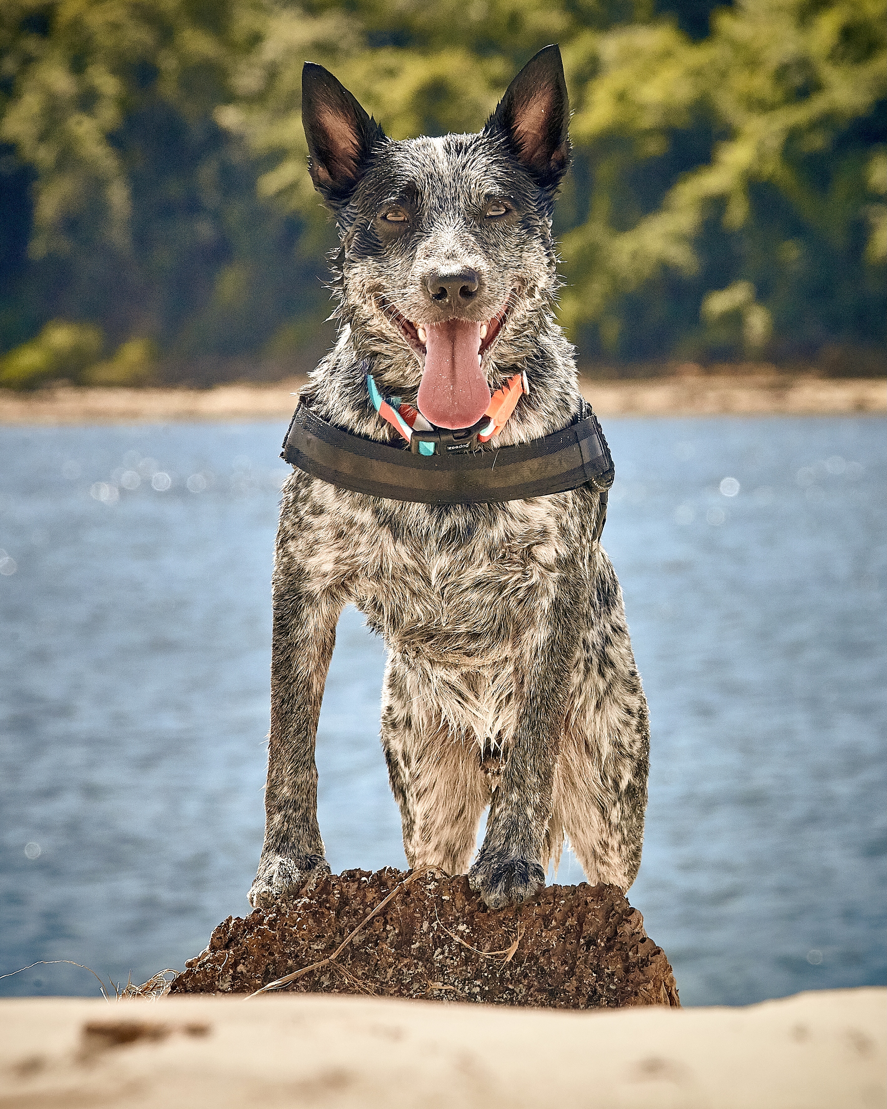 Dog Furacao Sticker by Tornado - Blue Heeler for iOS & Android