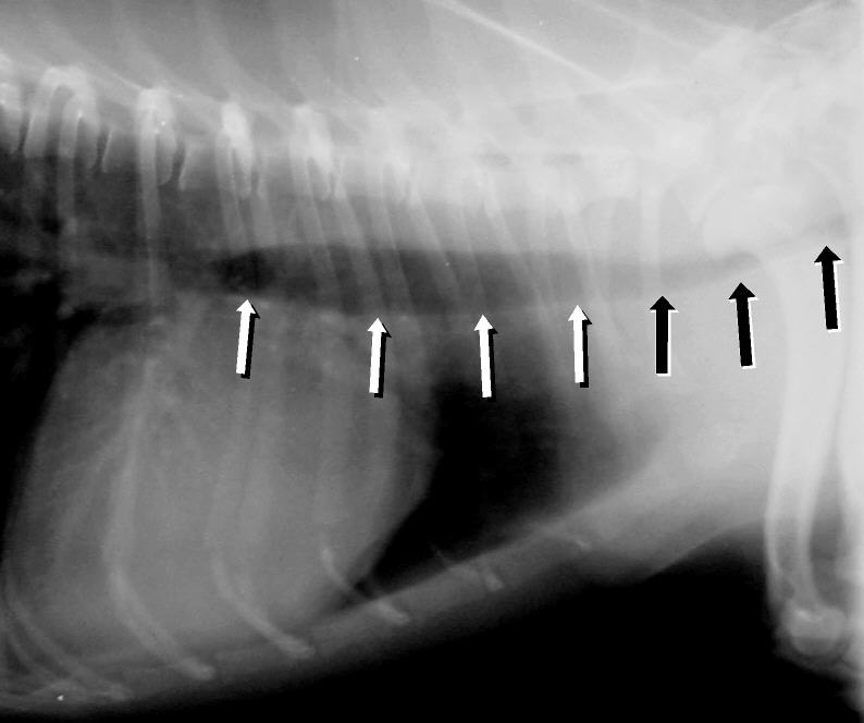 what causes tracheal collapse in dogs