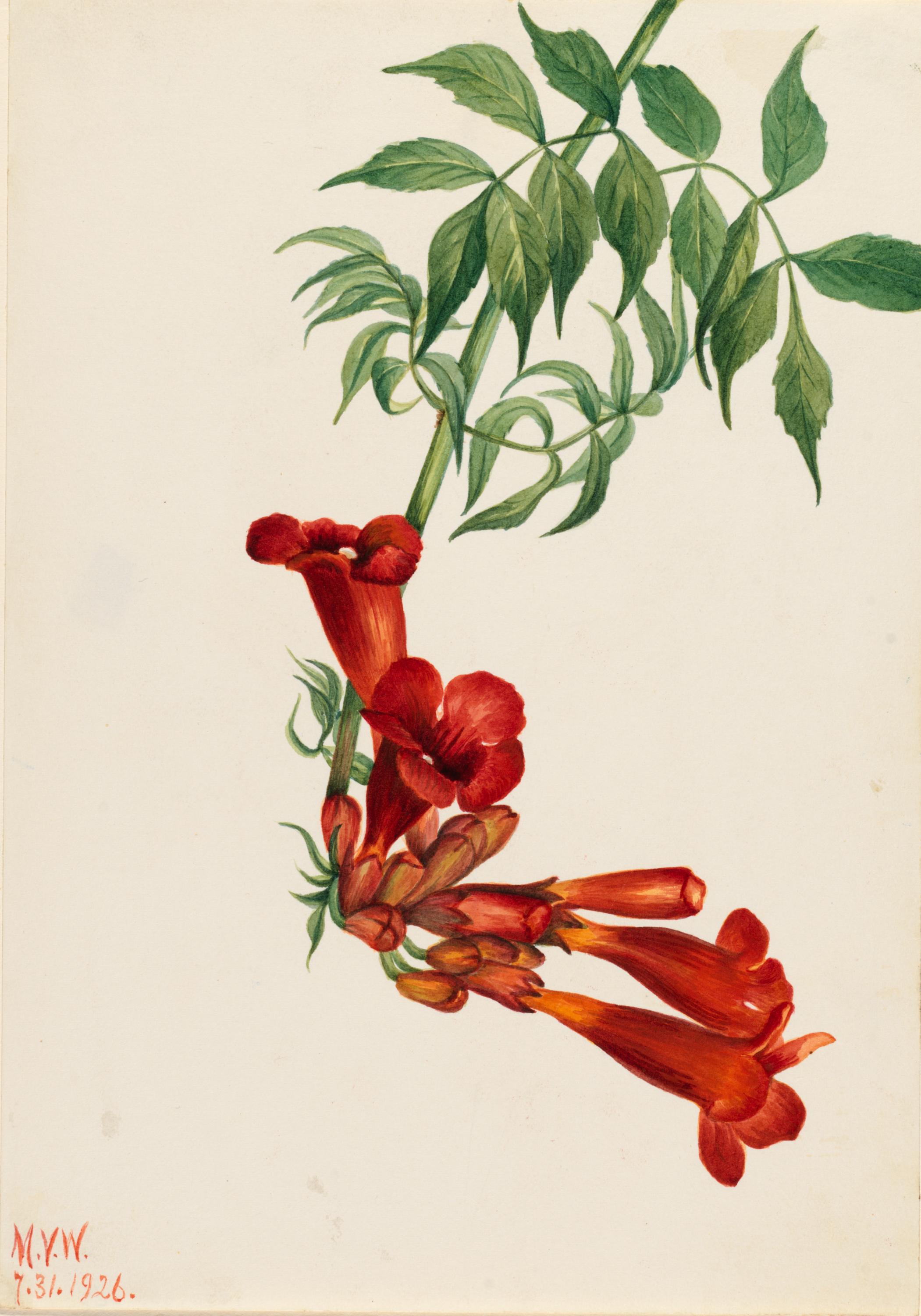 Campsis radicans - Wikipedia