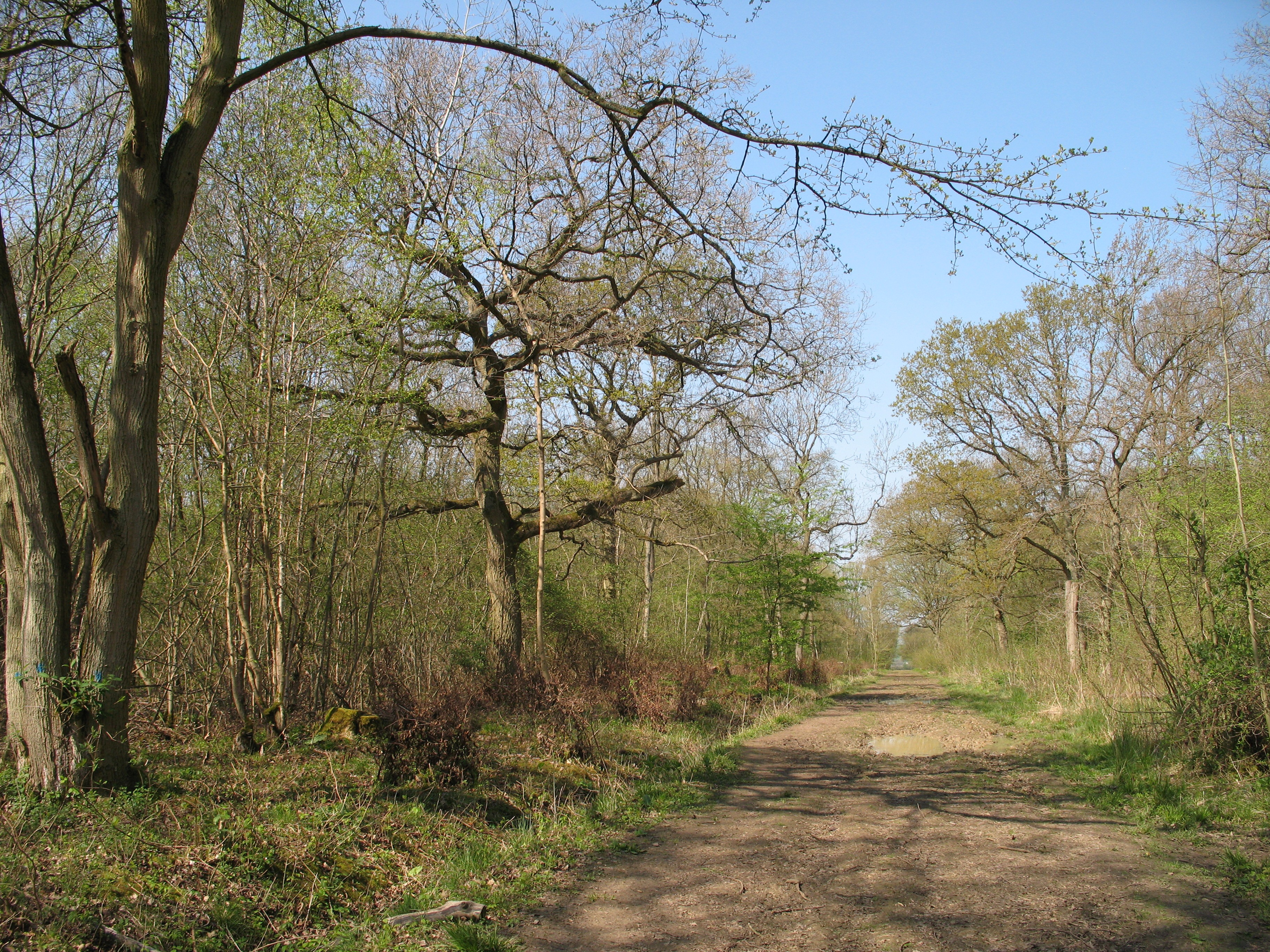 Waresley and Gransden Woods