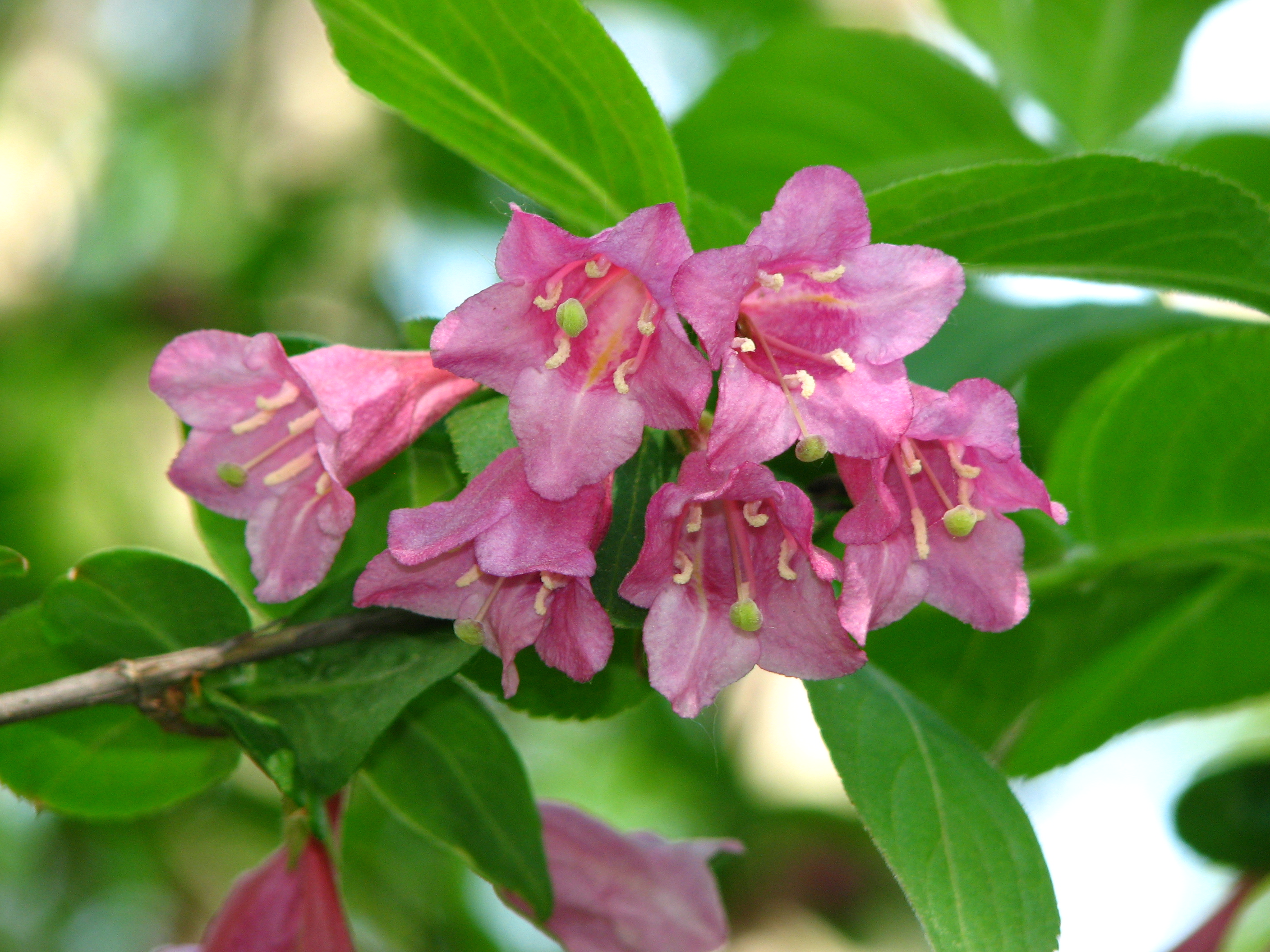 Ранний розовый. Weigela praecox. Вейгела ранняя. Вейгела ранняя (Weigela praecox). Вейгела Weigela Looymansii Aurea.