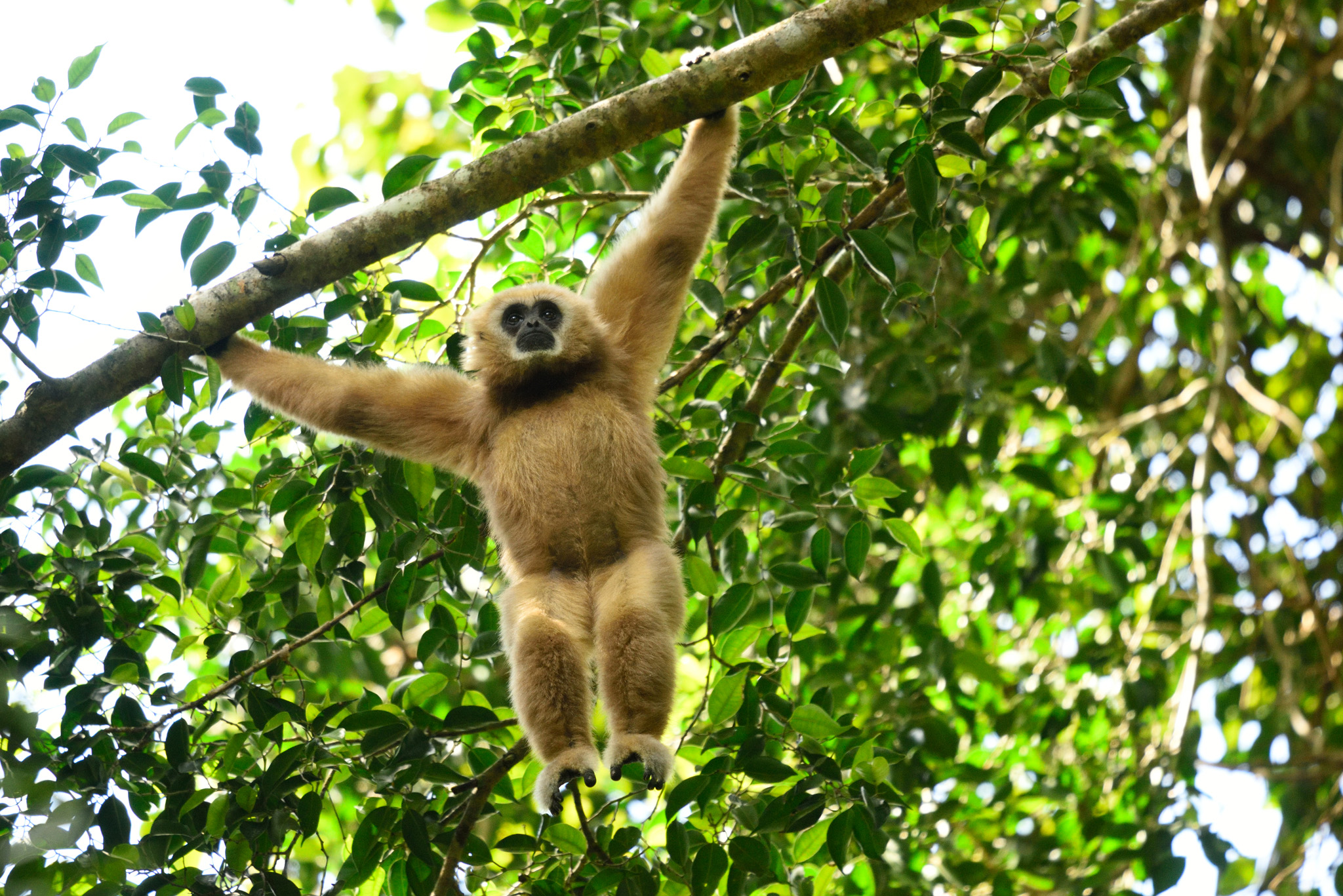 white handed gibbons