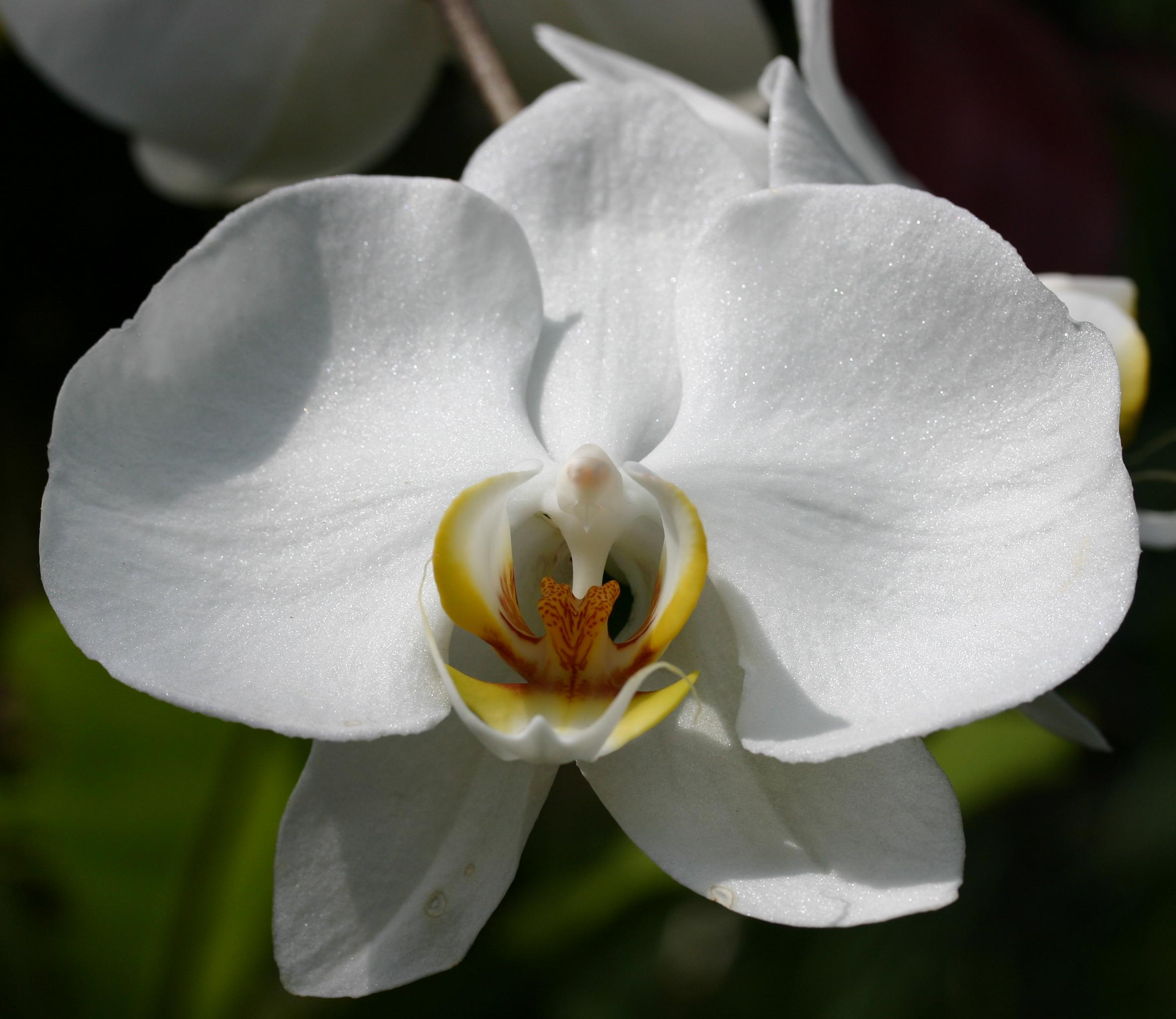 File:White Orchid.jpg - Wikipedia