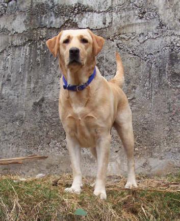 Lassie por trás das câmeras: a protagonista, na verdade, era um macho