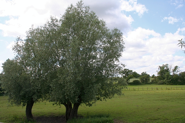 File:Willows near Longdon - geograph.org.uk - 851013.jpg