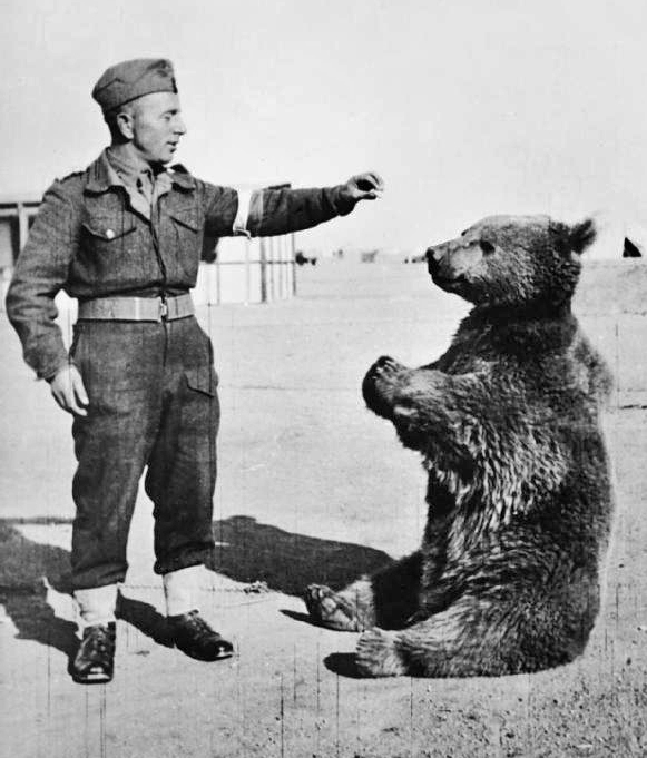Wojtek, el oso que combatió contra los nazis. Autor: Imperial War Museum, 1942. Fuente: iwm.org.uk