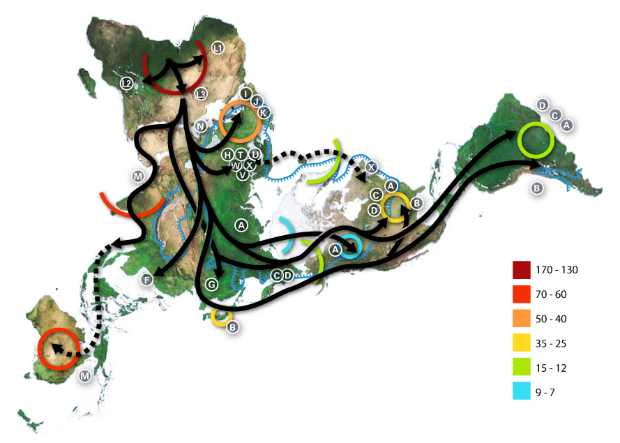 Recent African Origin Of Modern Humans Wikipedia