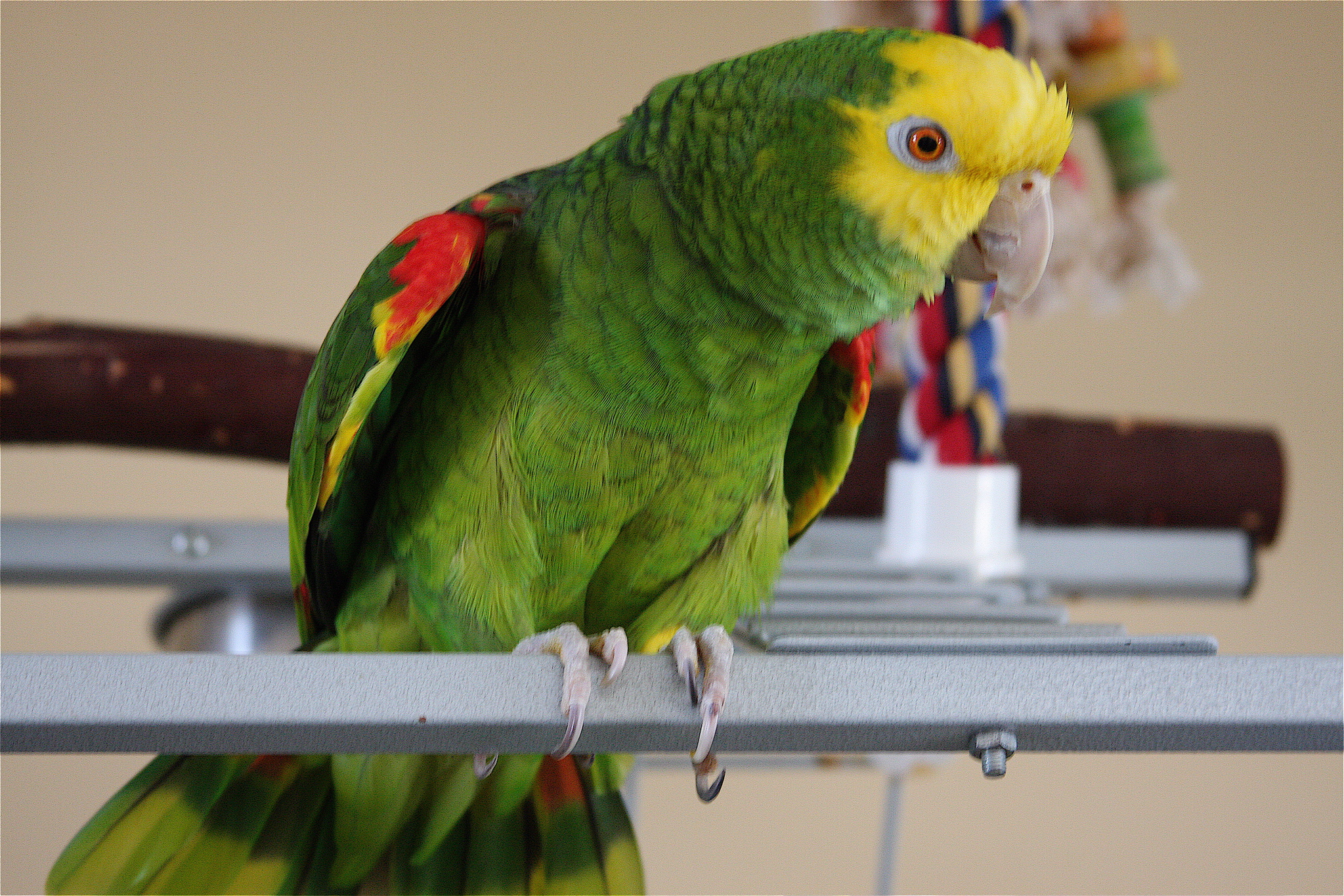 green parrot yellow head