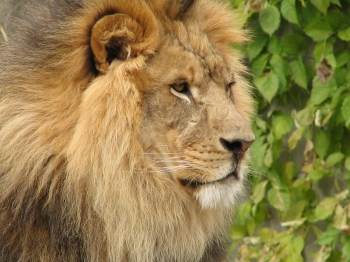 File:ZooAfricanLion.jpg