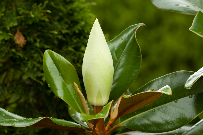 File:2007 06 29 magnolia40.jpg