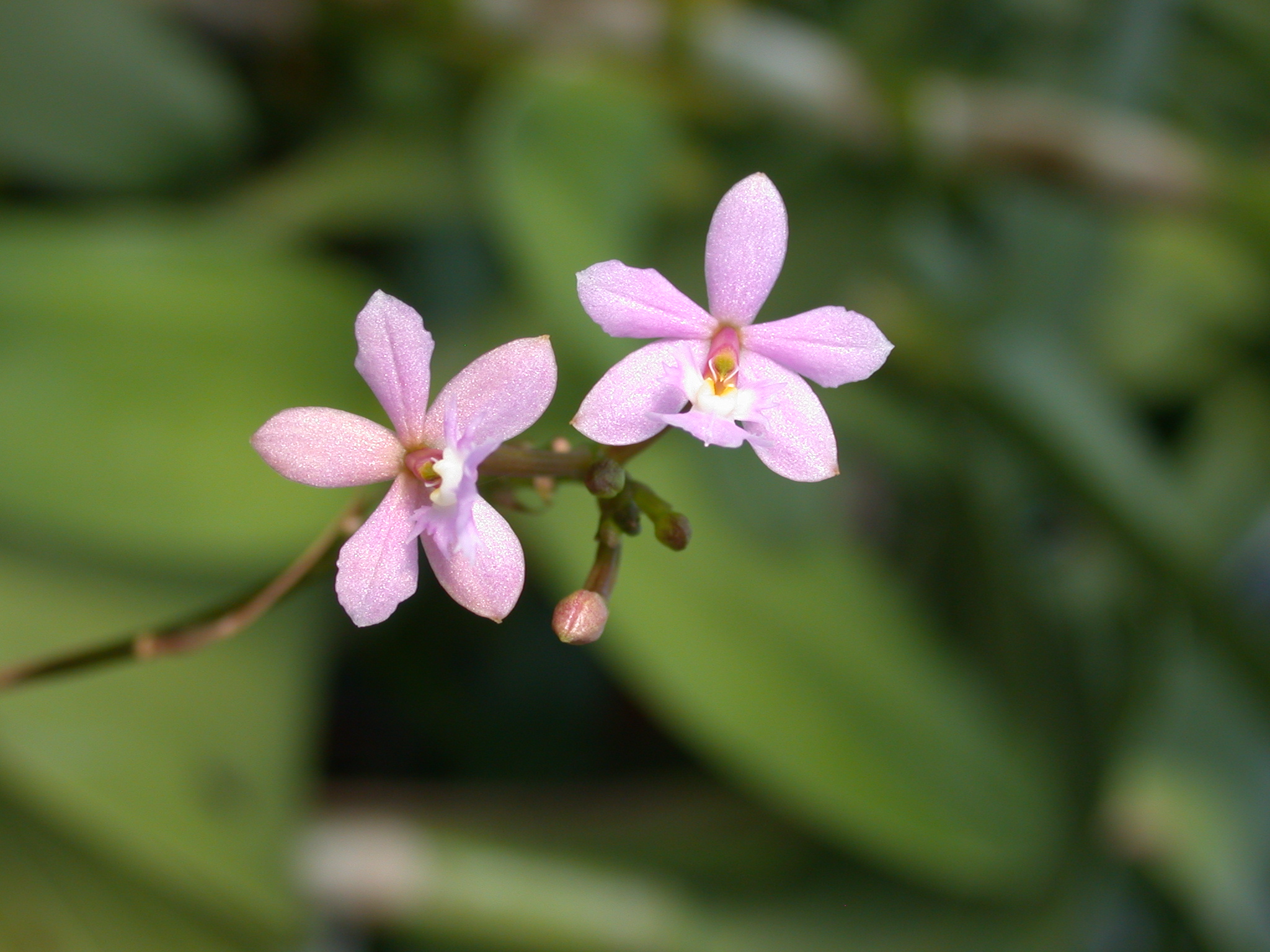 Epidendrum ibaguense – Wikipédia, a enciclopédia livre