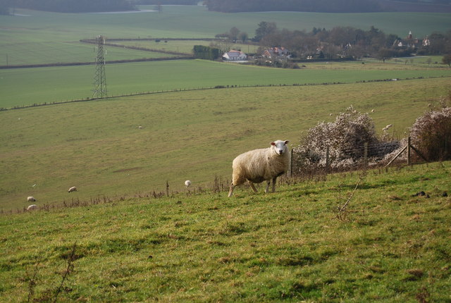 File:A sheep by the North Downs Way - geograph.org.uk - 2269148.jpg