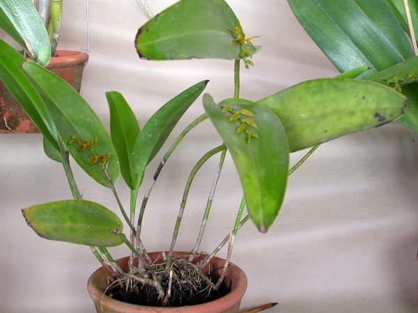 File:Acianthera binotii 06.jpg