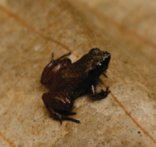 <i>Adelophryne gutturosa</i> Species of amphibian