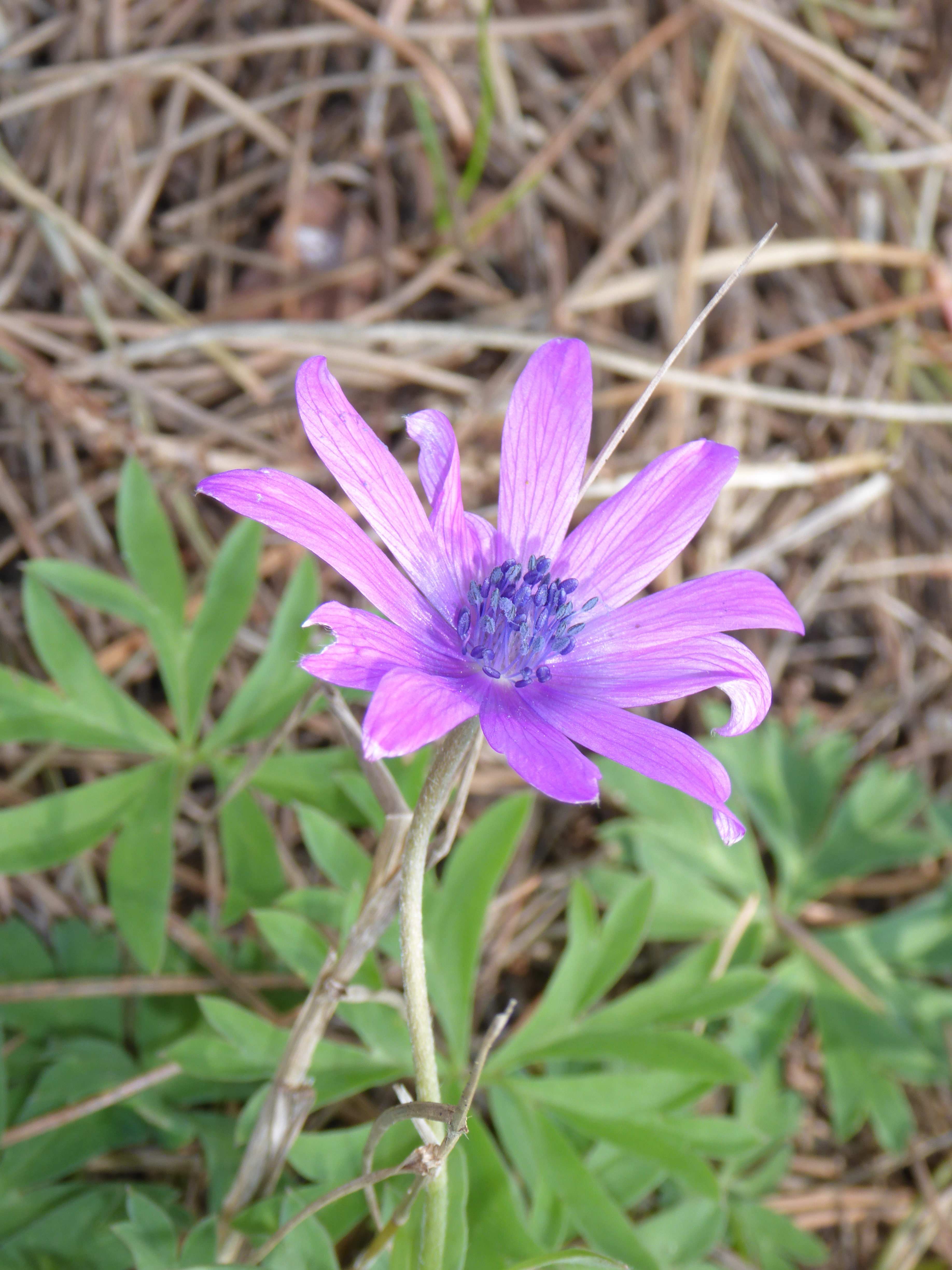 Fichier:Anémone des jardins P1000895.jpg — Wikipédia