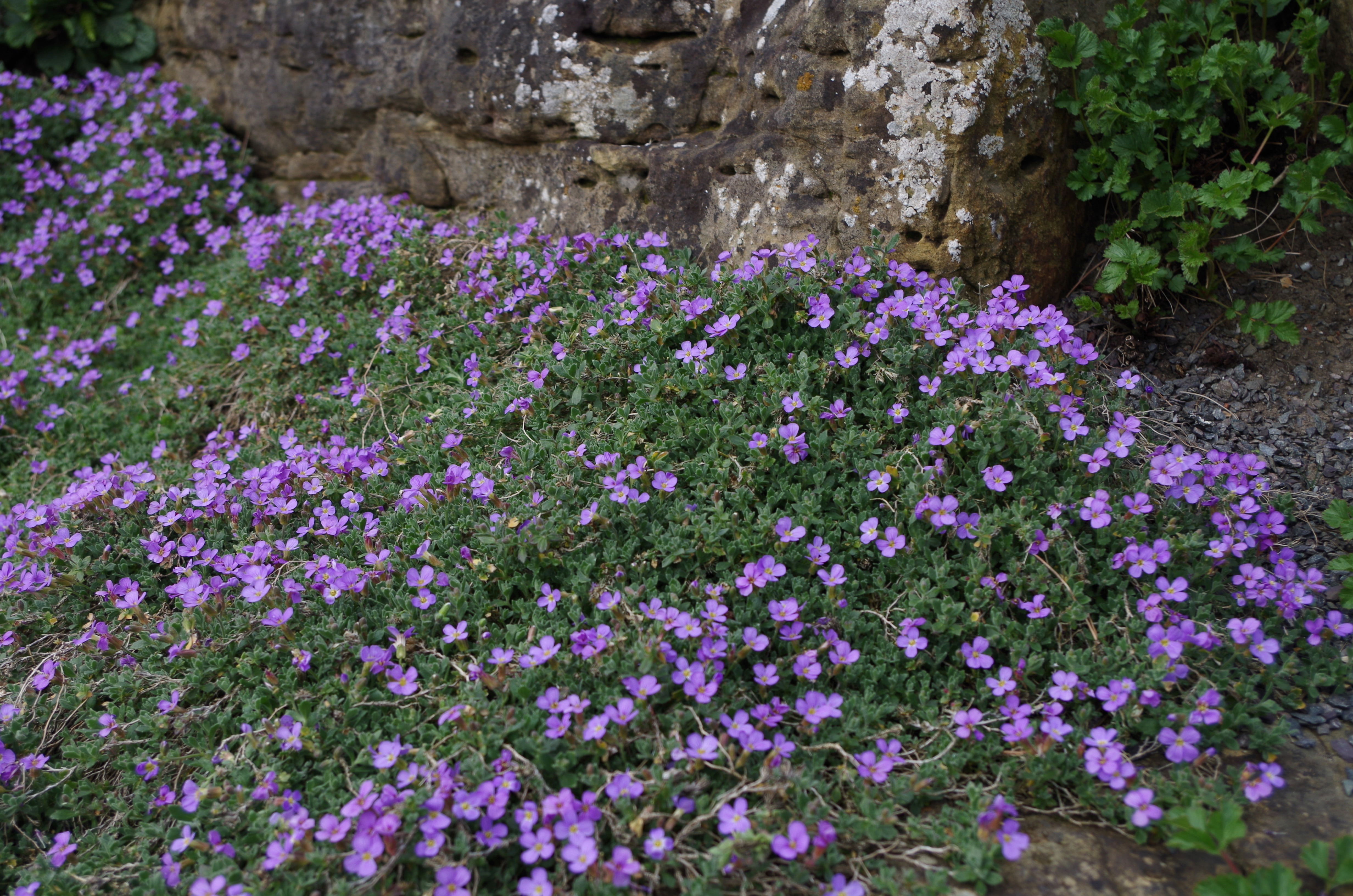 Aubrieta deltoidea Обриета дельтовидная