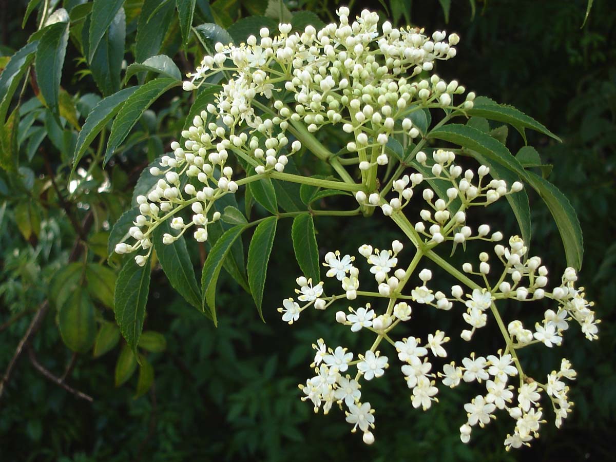 Resultado de imagen para Azadirachta indica TALLO