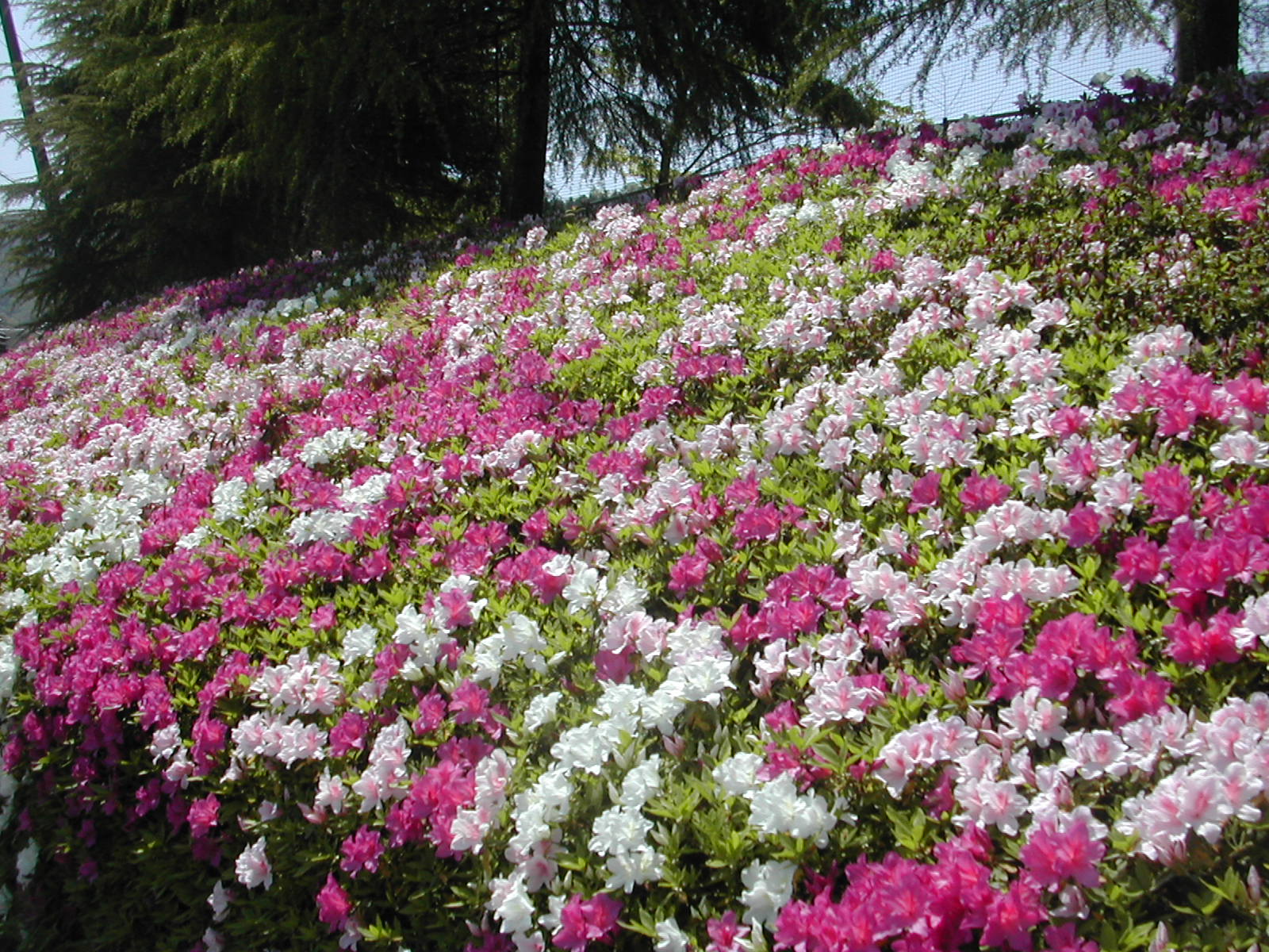 つつじ花