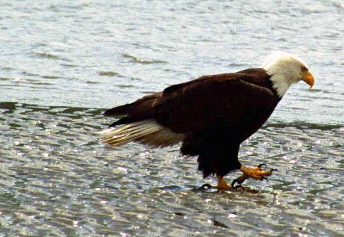 File:Baldeagle-05jun3.jpg