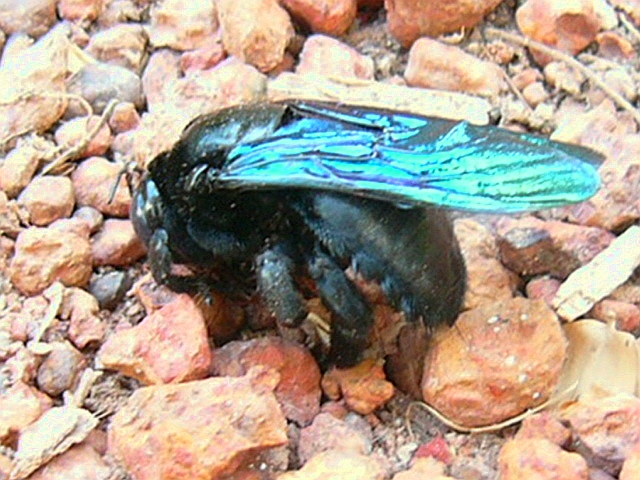 File:Black beetle.JPG