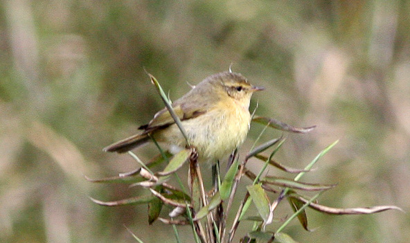 File:Buff-throated Warbler (Phylloscopus subaffinis) (8077157114) (cropped).jpg