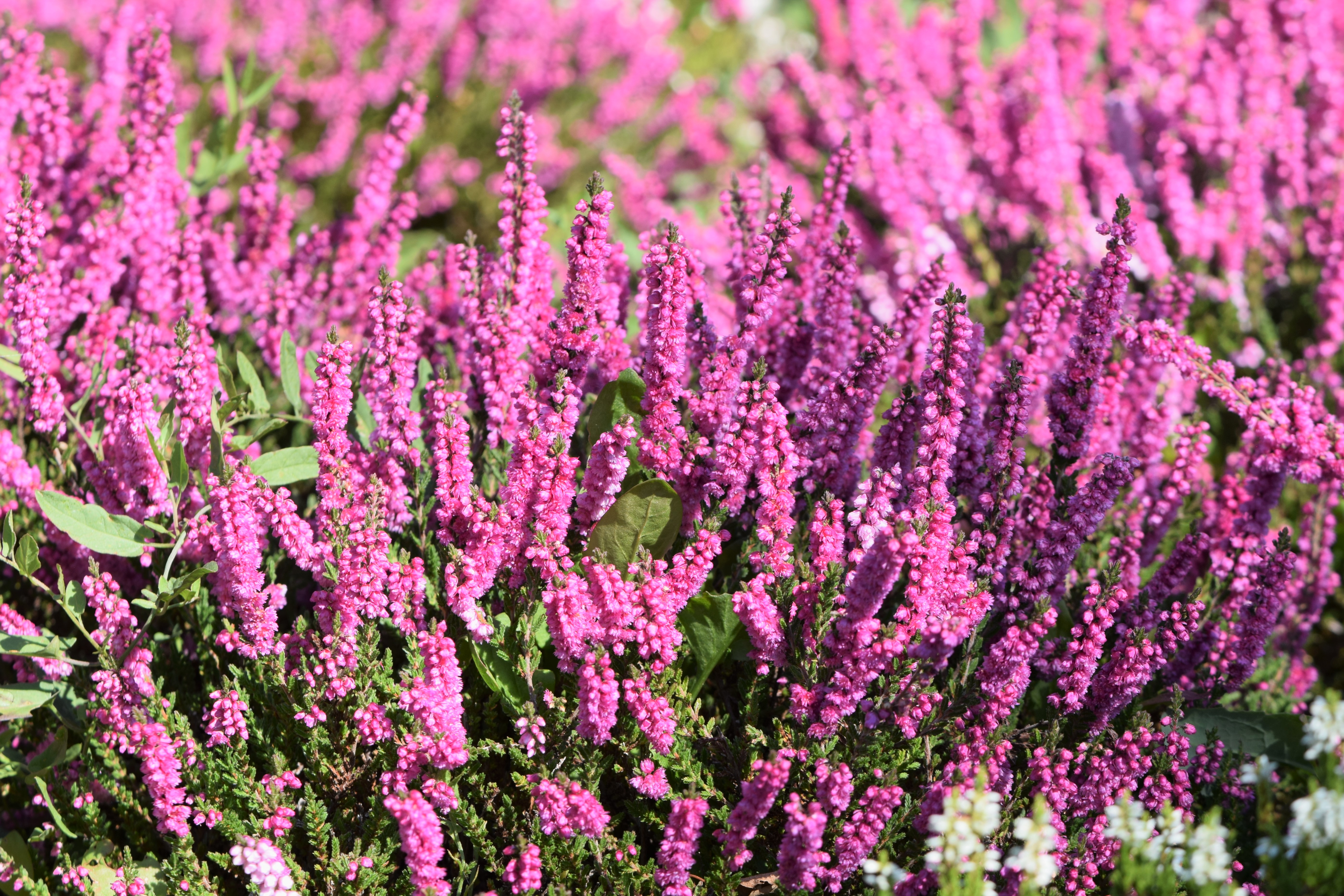 Calluna vulgaris Alicia