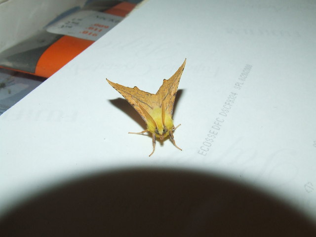 File:Canary Shouldered Thorn(Ennomos alniaria) - geograph.org.uk - 1155130.jpg