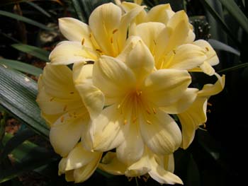 Clivia