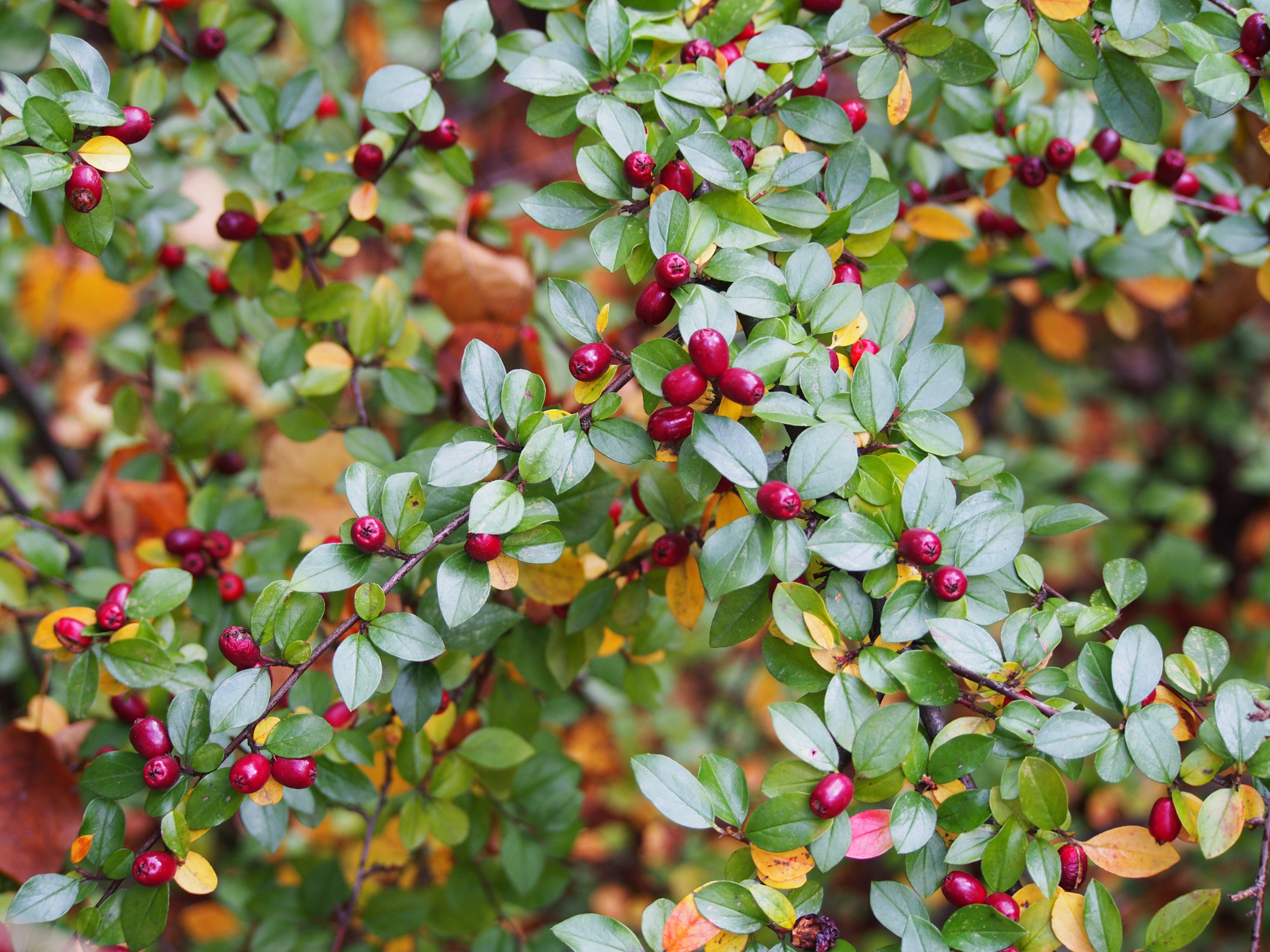 Cotoneaster divaricatus