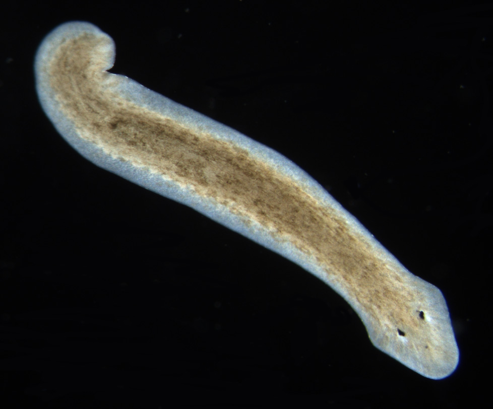 Platyhelminthes planaria - Állatrendszertani gyakorlatok