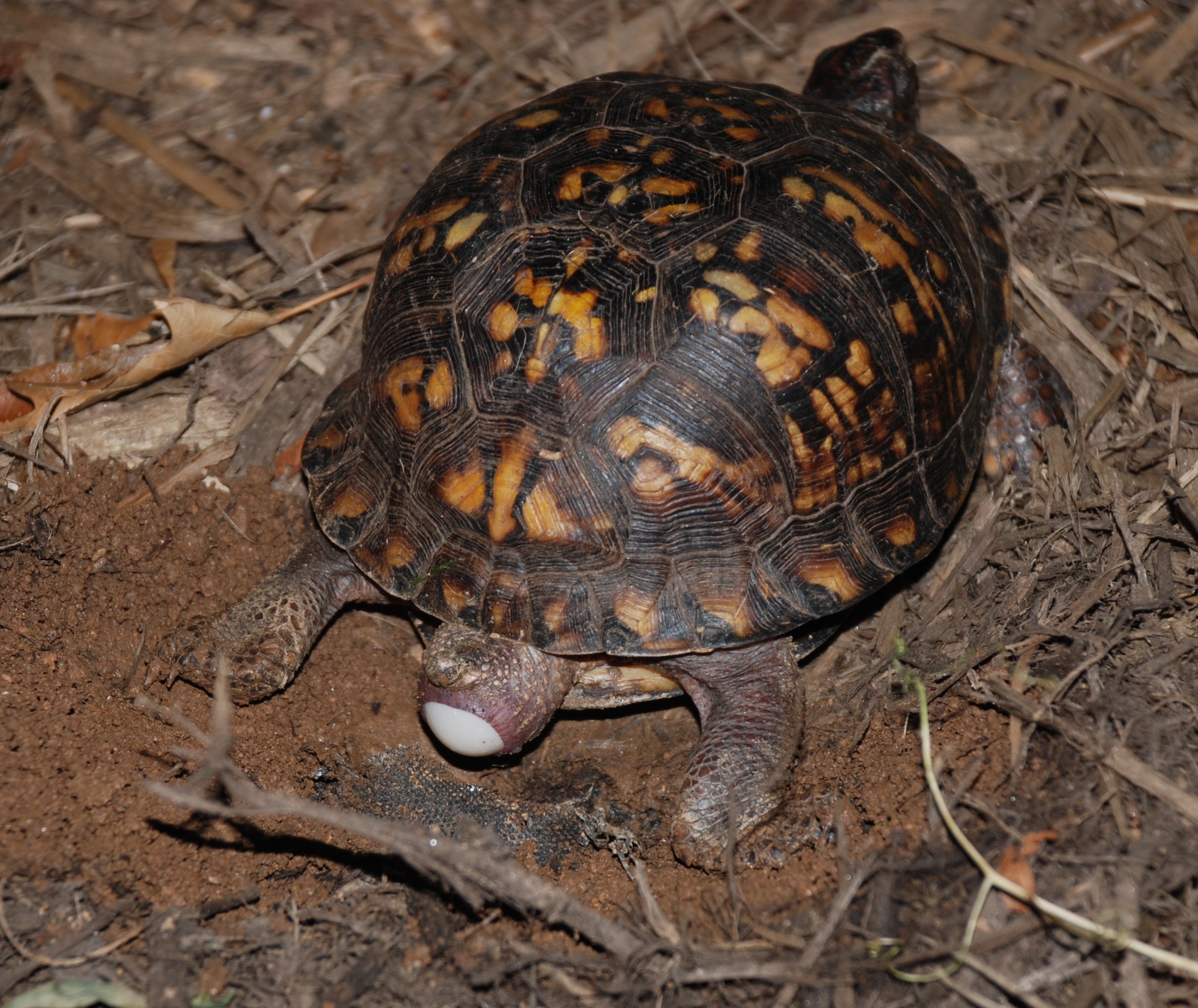 Common Box Turtle: Most Up-to-Date Encyclopedia, News & Reviews