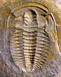 Een fossiel van de Cambrische trilobiet Estaingia Bilobata, gevonden op Kangaroo-eiland, Australië. Foto is ongeveer 7 cm lang. Trilobieten zijn een uitgestorven soort geleedpotigen uit het Paleozoïcum. Vanaf het Cambrium is de ontwikkeling van het leven veel beter bekend dan ervoor, omdat er soorten met harde skeletten ontstonden.