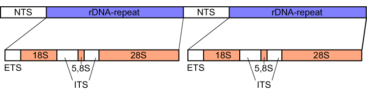 File:Eucaryot rdna.png