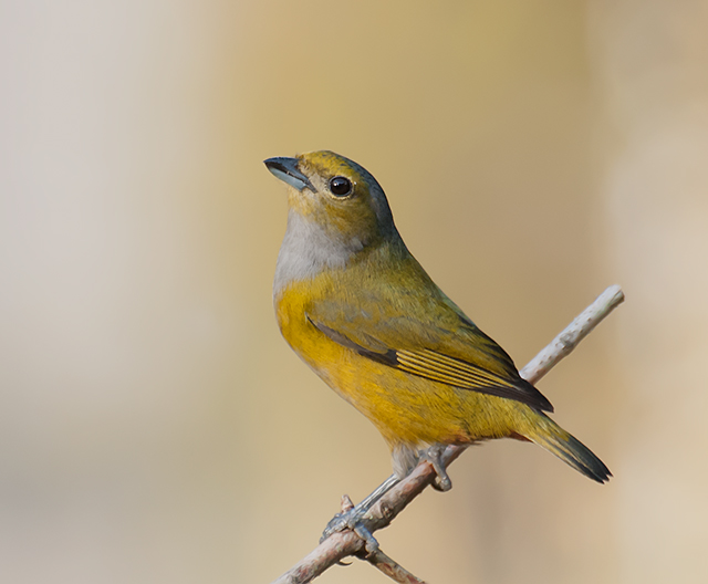 File:Euphonia pectoralis -Registro, Sao Paulo, Brazil -female-8.jpg