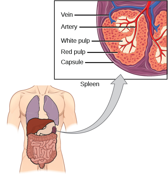 File:Figure 42 02 14.jpg