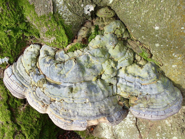 File:Fungus on a Beech Tree - geograph.org.uk - 340167.jpg