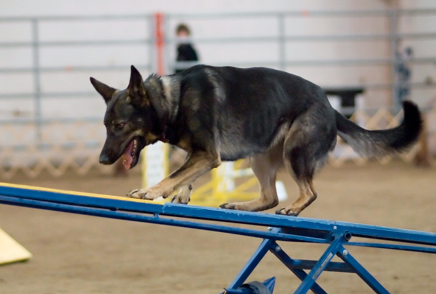 german shepherd agility