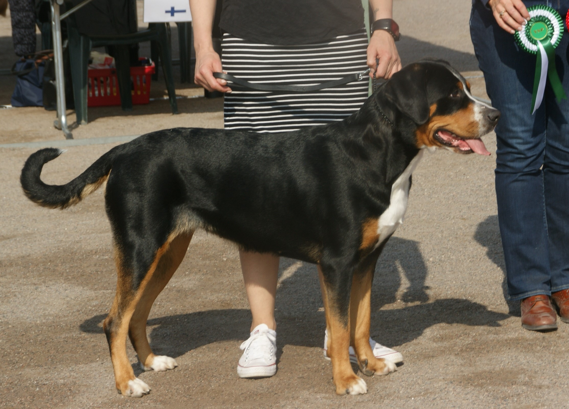 greater swiss mountain dog breeders