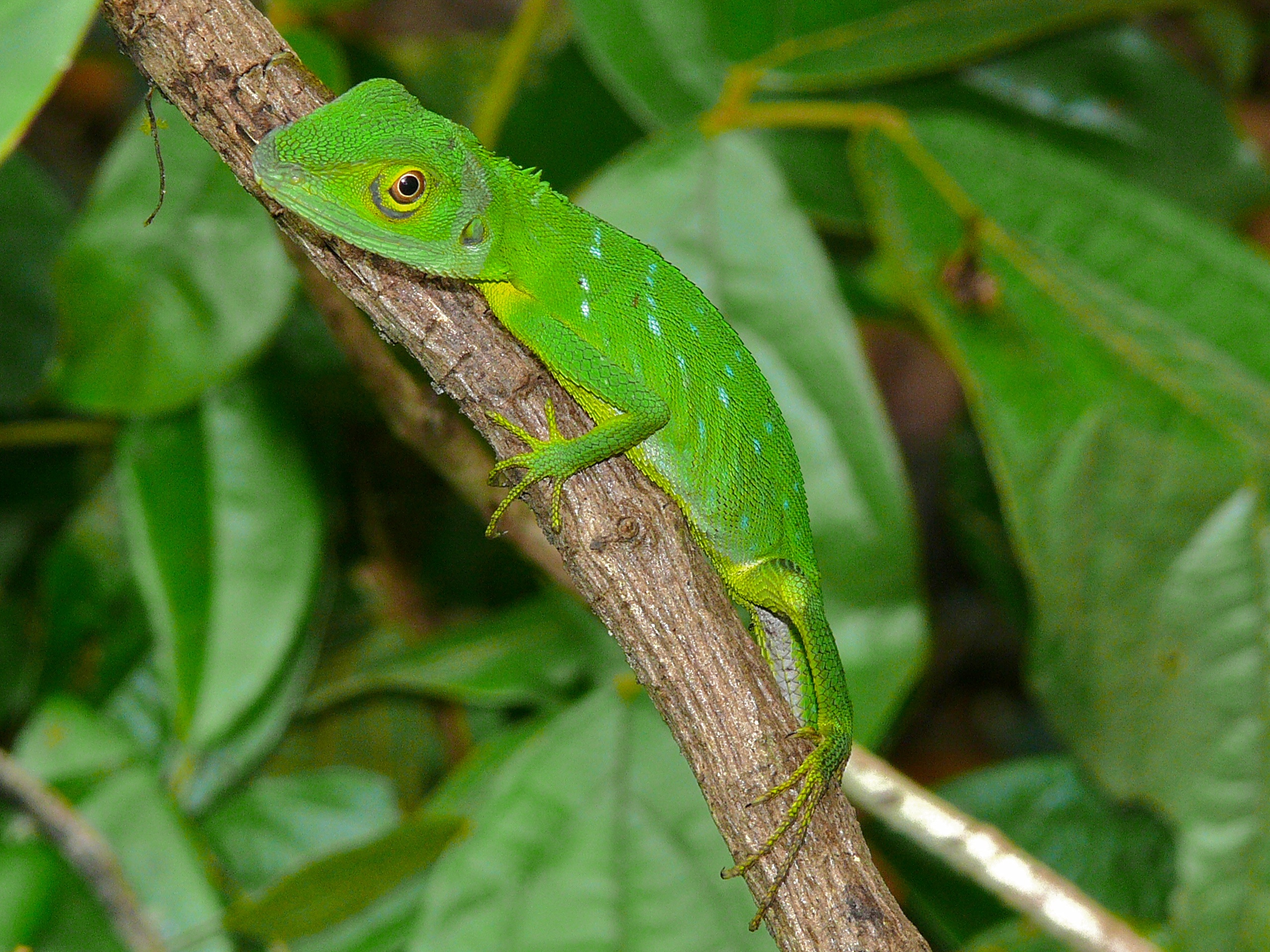 Green Crested Lizard (Bronchocela cristatella) (6748027981).jpg