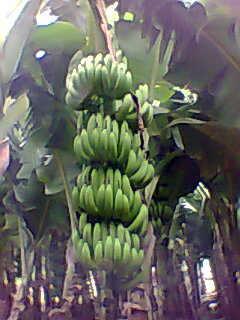 File:Green bananas on tree.jpg