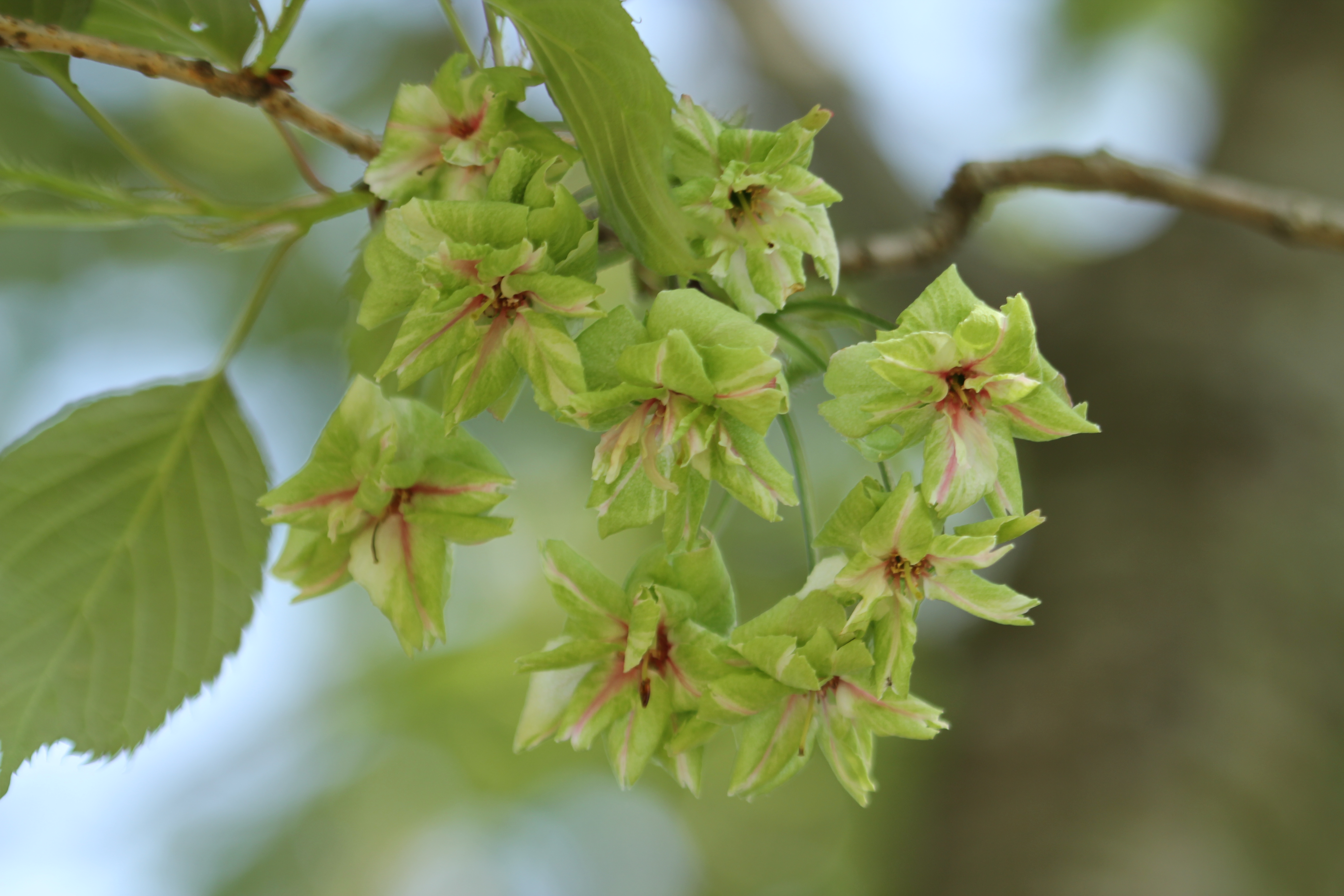 Календарь сакура. Edgworthia chrysantha.