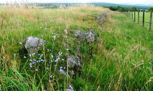 File:Harebells on Old Wall, Near Lower Lackgie - geograph.org.uk - 244609.jpg