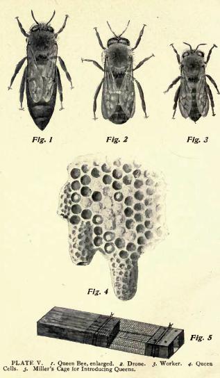 File:How To Keep Bees - plate V.jpg