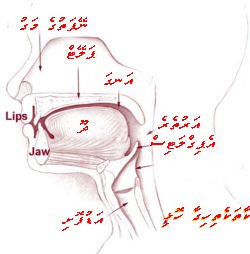 File:Illu01 head neck-dv.jpg