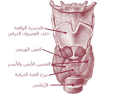 File:Illu08 thyroid-ar.jpg