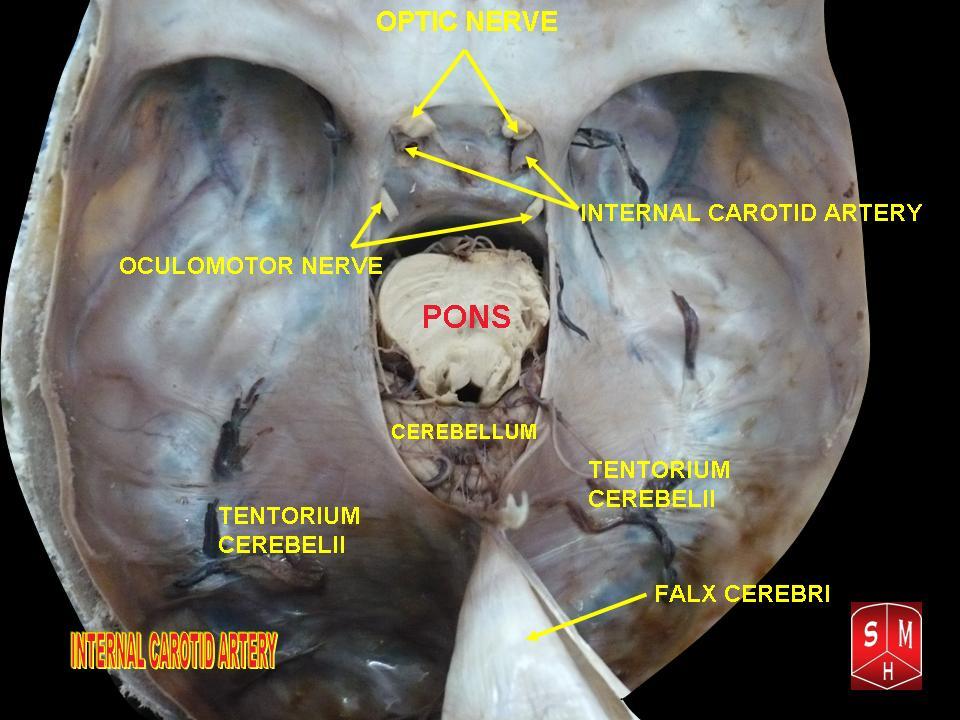 internal carotid nerve