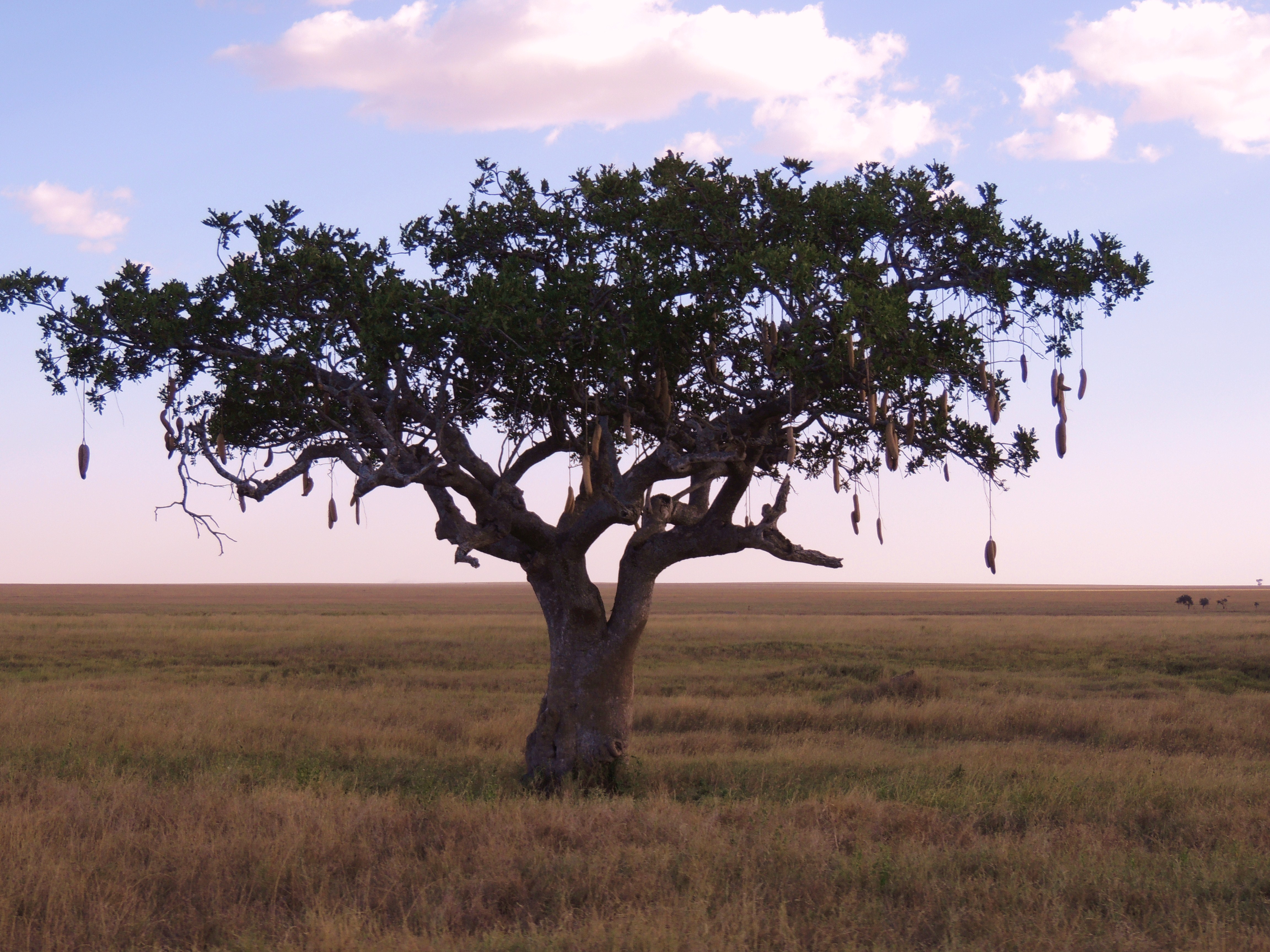 Kigelia africana - Trees SA